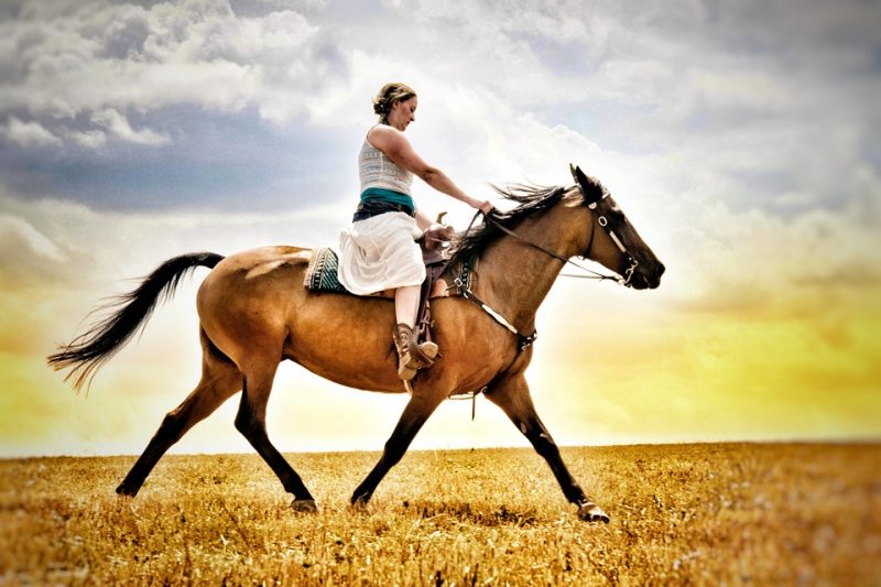Kỹ Thuật Cưỡi Ngựa & Hình Thức Thi Đấu Cưỡi Ngựa Cơ Bản Nhất